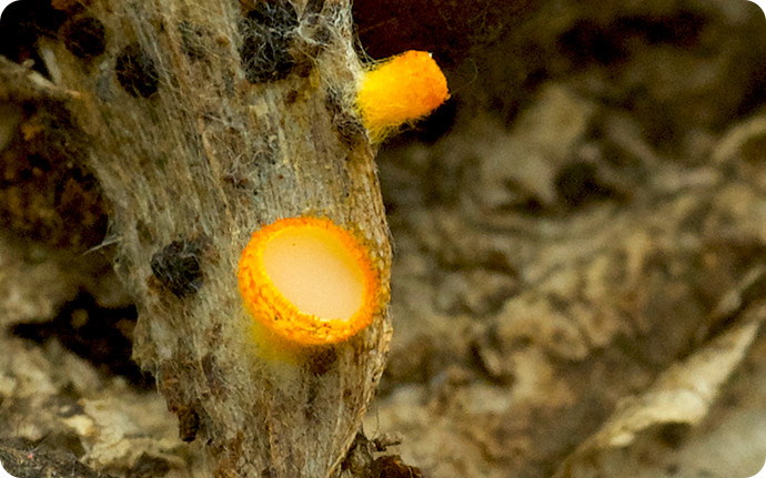 クモノスアカゲチャワンタケ／春に腐りかけの落ち葉やどんぐり上から発生します。蜘蛛の巣状の菌糸を張りめぐらせるのが名前の由来であり特徴です。