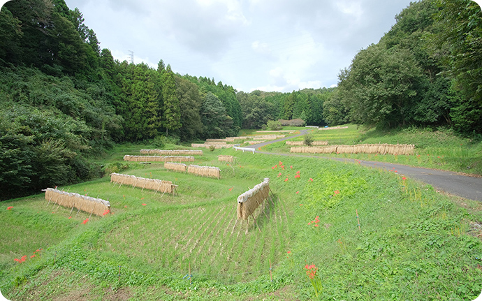 秋、稲刈りを終えた茂木町の田んぼの風景。