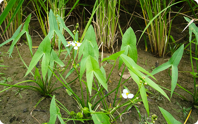オモダカ：矢じりを極端に引き伸ばしたような三本足型の葉っぱが特徴的。夏頃に真っ白な花を咲かせます。
