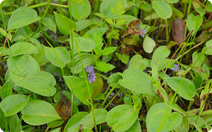 コナギ：光沢あるハート型の葉っぱ、夏から秋にかけて咲く青紫の花が特徴的で、田んぼでよく目立ちます。