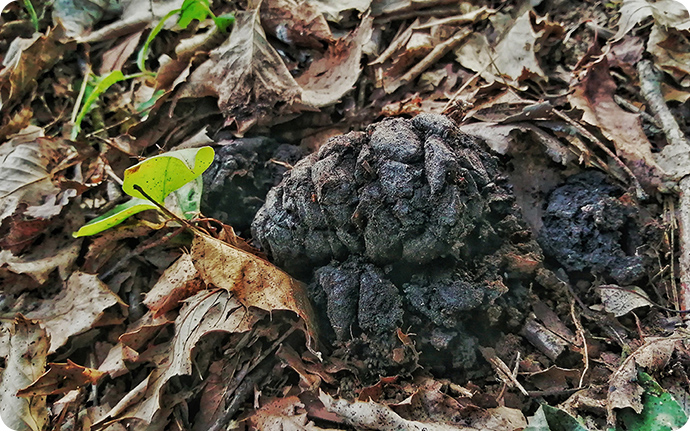 森で見つけたイノシシのうんち。小さな塊同士を押し付けたような形状です。