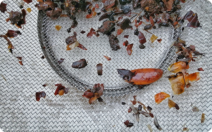イノシシのうんちの内容（秋）。カキのタネやどんぐりの殻が目立ちます。
