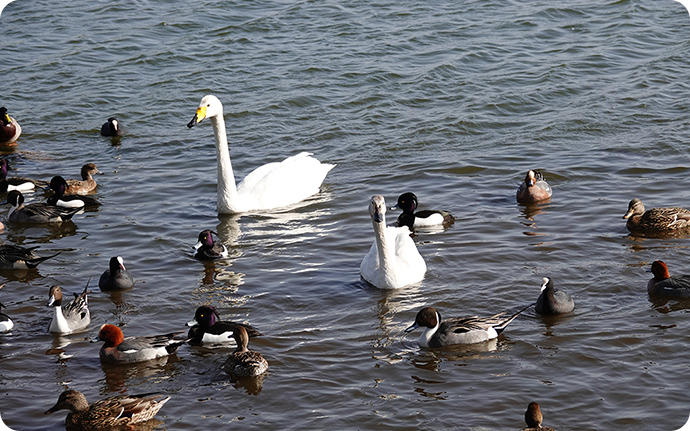 冬の池でよく見られる、カモと白鳥が水面を漂う光景。