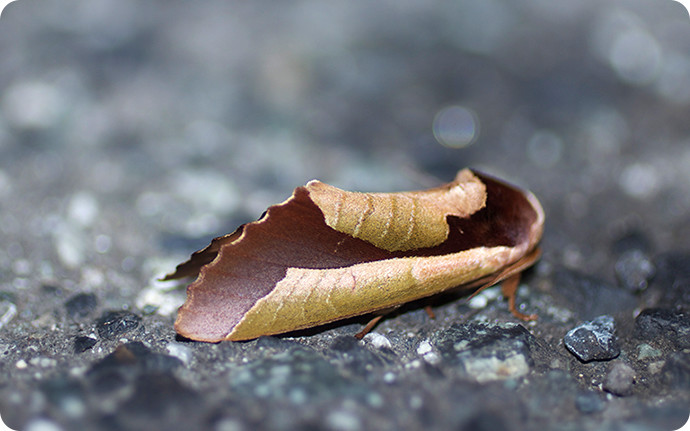 丸まった落ち葉に擬態する「ムラサキシャチホコ」