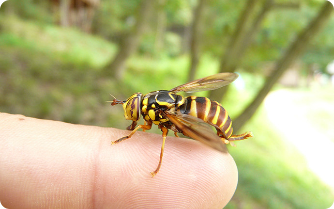 ハチに擬態した「スズキナガハナアブ」：日本中に分布するアブの仲間