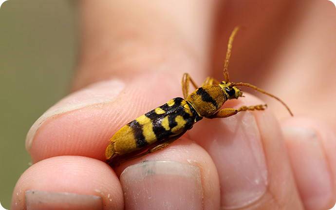 ハチに擬態した「ヨツスジトラカミキリ」：縞模様が特徴のトラカミキリの1種