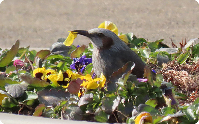 花壇のパンジーに寄ってきたヒヨドリ