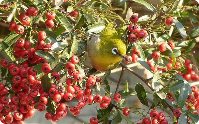 ピラカンサの実を食べるメジロ