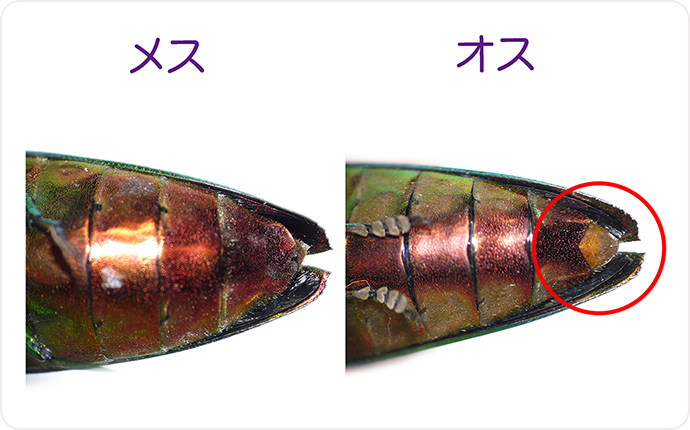 タマムシのオスとメスの違い
