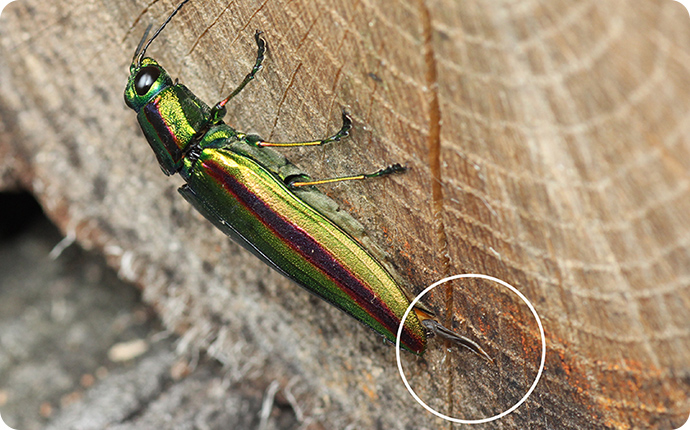 メスが産卵官を出したところ