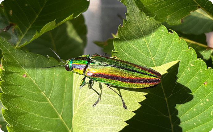 タマムシの美しさは、日の光が強い場所ほど際立ちます。