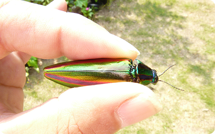 優しく手に取っていろいろな角度からじっくり観察してみましょう。