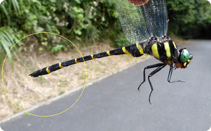 オニヤンマのオス