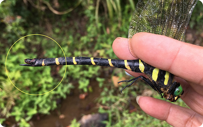 オニヤンマのメス