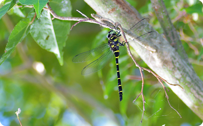 黄色と黒の縞模様が特徴のオニヤンマ