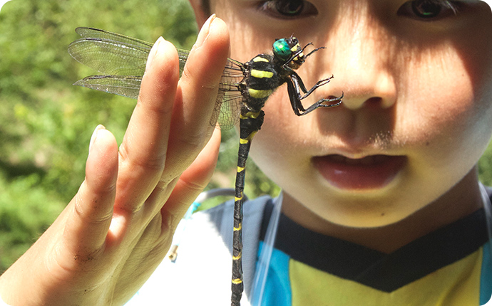 子どもの手のひらと同じくらいの大きさがあるオニヤンマ