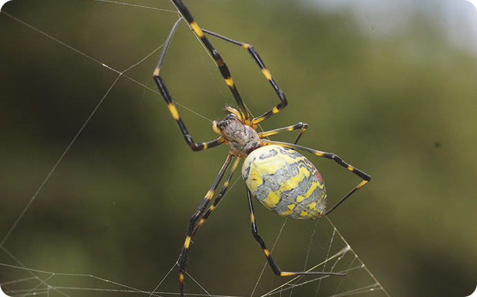ジョロウグモ