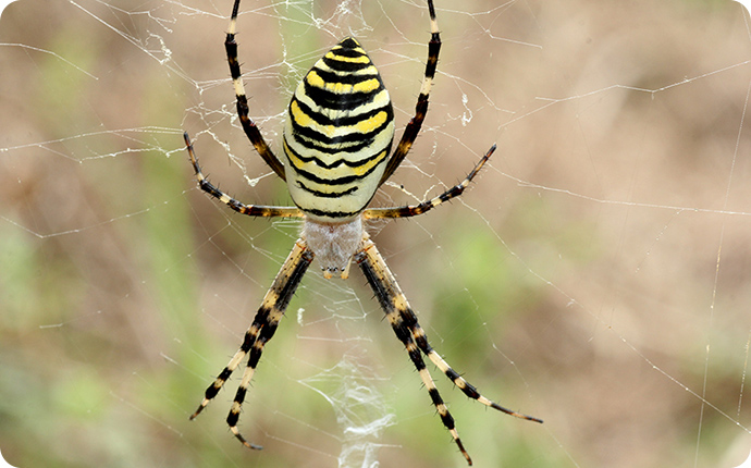 ナガコガネグモ