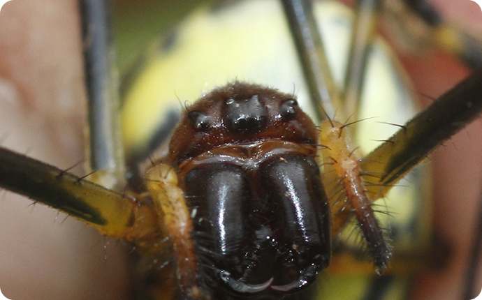 ジョロウグモの目