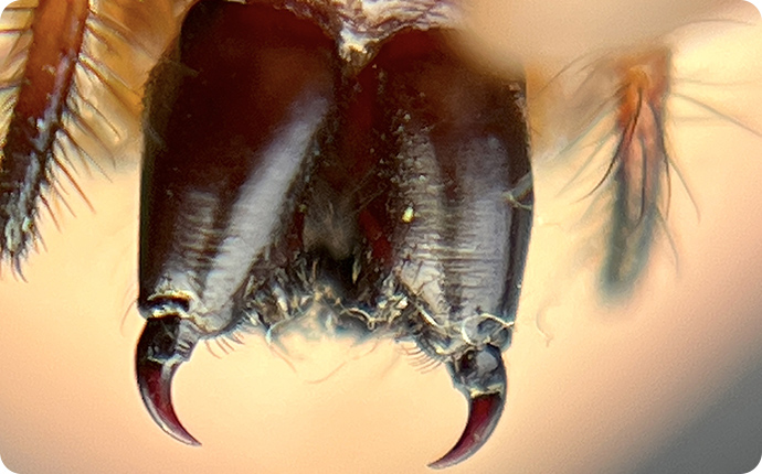 ジョロウグモの牙