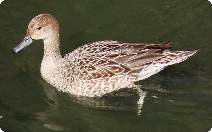 オナガガモ：メス
