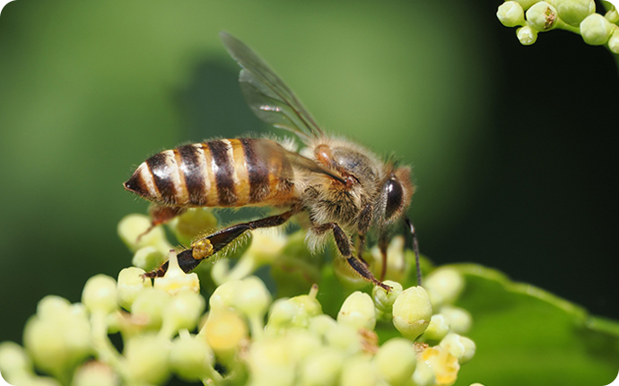 全体的に黒っぽくやや小ぶりな体のニホンミツバチ