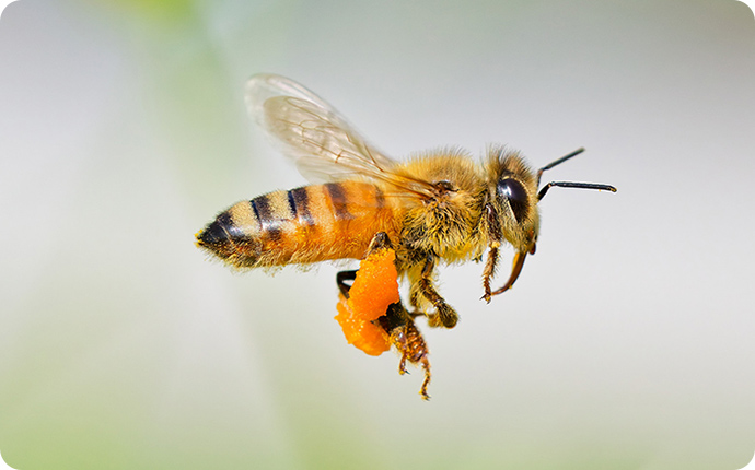 大柄で黄色い体のセイヨウミツバチ