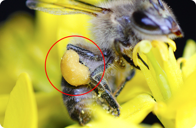 赤丸部分が「花粉団子」