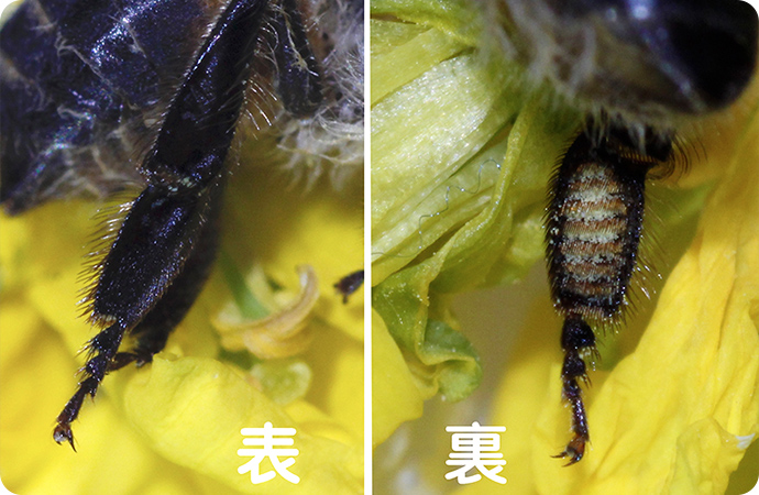 ミツバチの後ろ足。左が表側で右が裏側