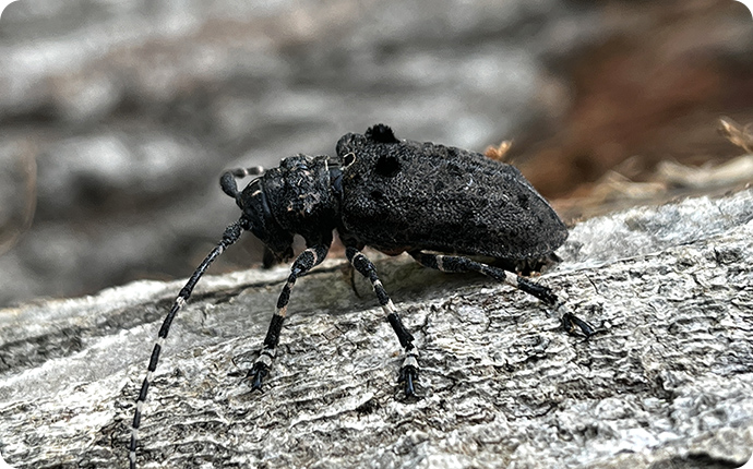 ハラアカコブカミキリ：背中に名前の由来となったコブ状の毛束があります