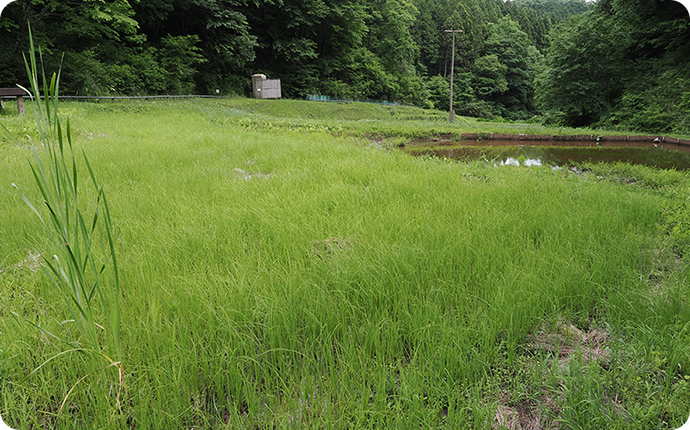 湿性草地