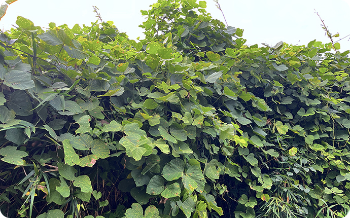 クズ：クズはツル草で、他の植物の上に覆い被さるように生えます。