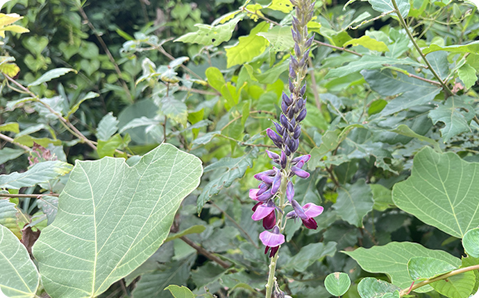 クズの花：ブドウのような、とてもいい匂いがして、多くの虫が集まります。