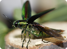 キラキラ光り輝くタマムシの飛行シーンを動画で撮影しました！