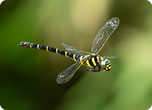 驚異の飛行能力を持つ日本最大のトンボ「オニヤンマ」の飛行をスーパースローで撮影