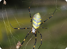 ジョロウグモが獲物を捕らえて食べる様子を動画でじっくり見てみよう！