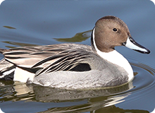 冬こそお手軽バードウォッチング！公園の水辺に集まるカモ類大図鑑