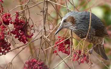 エサの昆虫たちがいなくなる冬、木の実を食べてすごす森の小鳥たちを撮影しました！