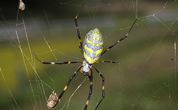 ジョロウグモが獲物を捕らえて食べる様子を動画でじっくり見てみよう！