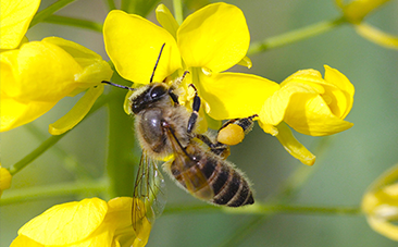 ハチミツと一緒に花粉団子を作って運ぶ春のミツバチをじっくり撮影！