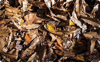 堆肥として利用されるクヌギ・コナラの落ち葉。