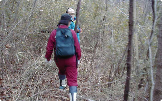 森全体を覆うアズマネザサを除けながら、遊歩道のルートを検討しました。