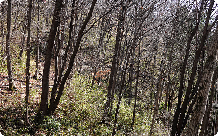 秋の訪れとともに落葉し、下草も枯れて伐採しやすい状態になったハローウッズの森。