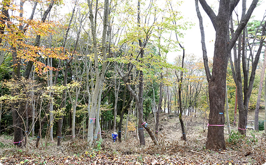 毎木調査のためにテーピングやマーキングがされた森の樹木。
