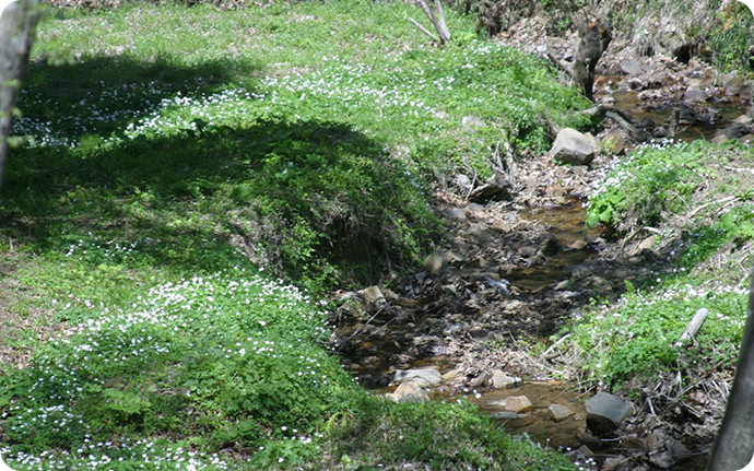 ホタルが棲む沢には季節ごとに多くの動植物が見られます。
