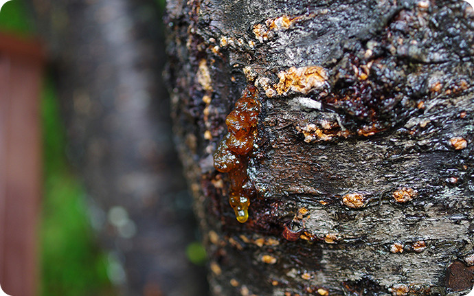 ヤマザクラは琥珀色で透明感がある樹液を出します。しかしクワガタムシやカブトムシが好んで吸う樹液ではありません。