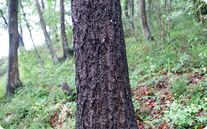 クヌギの樹皮はゴツゴツとしていて、黒っぽいのが特徴です。