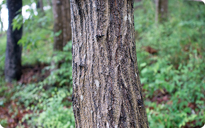 樹皮全体に縦線が入り、クヌギよりも白っぽいのがコナラです。