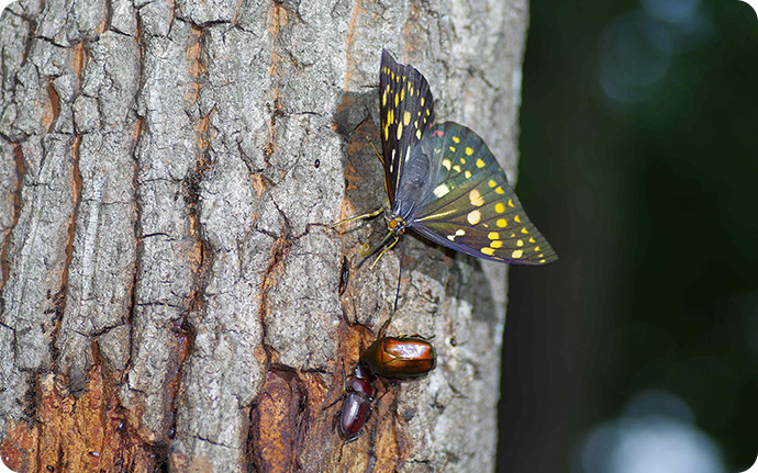 チョウやカナブンが樹液に集まっていれば、クワガタムシやカブトムシも見つかる可能性大。
