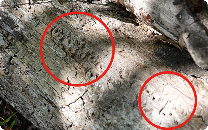 森で見つけた朽木。表面をよく見るとクワガタムシが卵を産んだ小さな穴がたくさん開いています。
